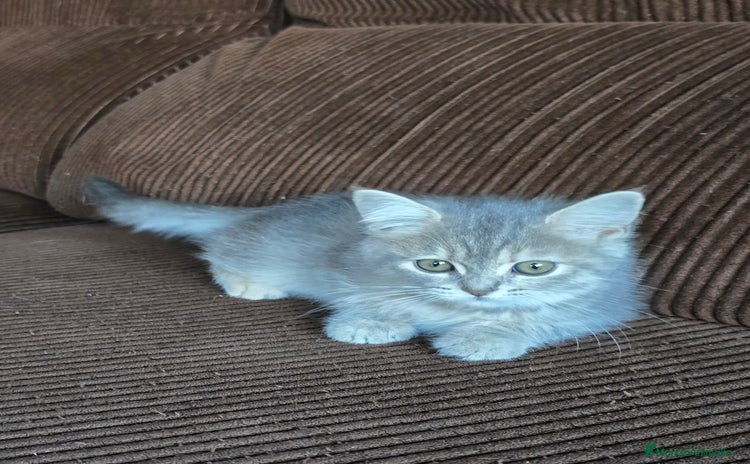 Británico de Pelo Corto gatos - Anuncio 16
