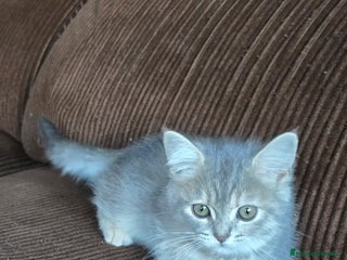 Británico de Pelo Corto gatos - Anuncio 13