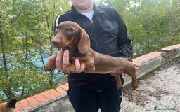 Teckel perros en venta: Teckel  - Anuncio 2