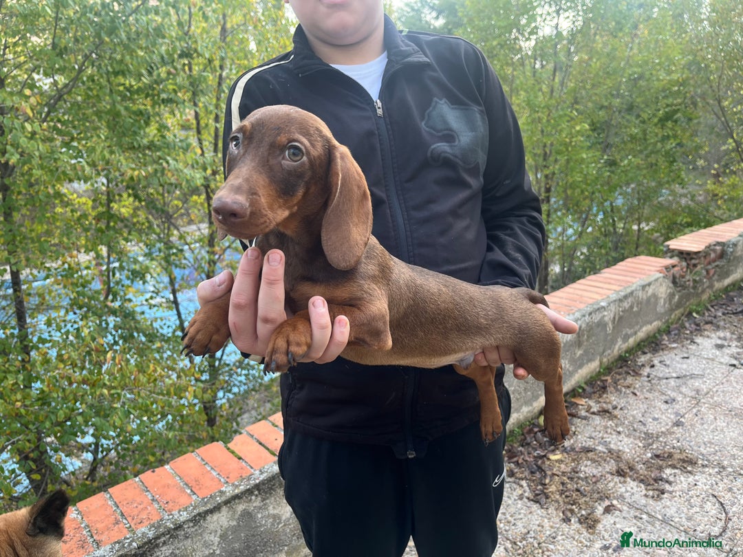 Teckel perros en venta: Teckel  - Anuncio 2