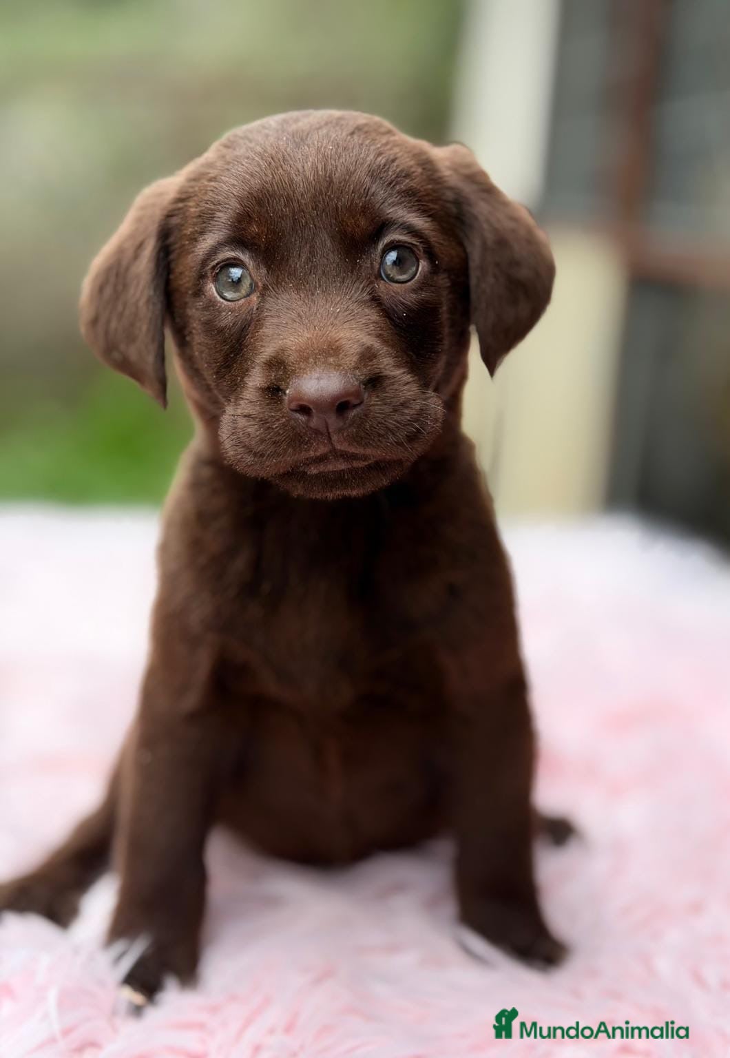 Labrador Retriever perros CAMADA LABRADOR CHOCOLATE - Anuncio 3