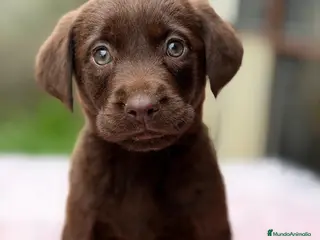 Labrador Retriever perros CAMADA LABRADOR CHOCOLATE - Anuncio 3