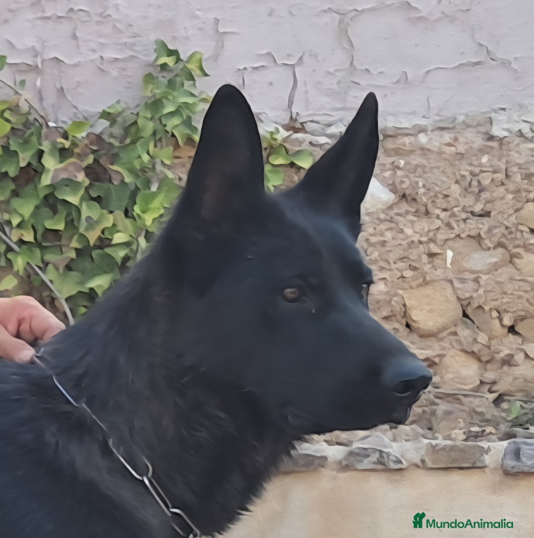 Pastor Alemán perros en venta: Hembra Pastor Alemán Negro - Imagen 3