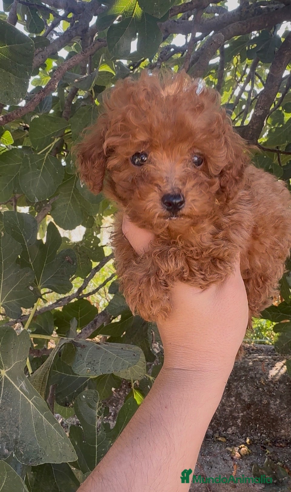 Caniche Toy perros Caniche toy - Anuncio 2