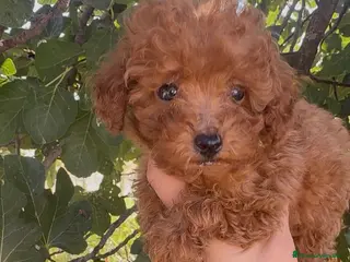Caniche Toy perros Caniche toy - Anuncio 2