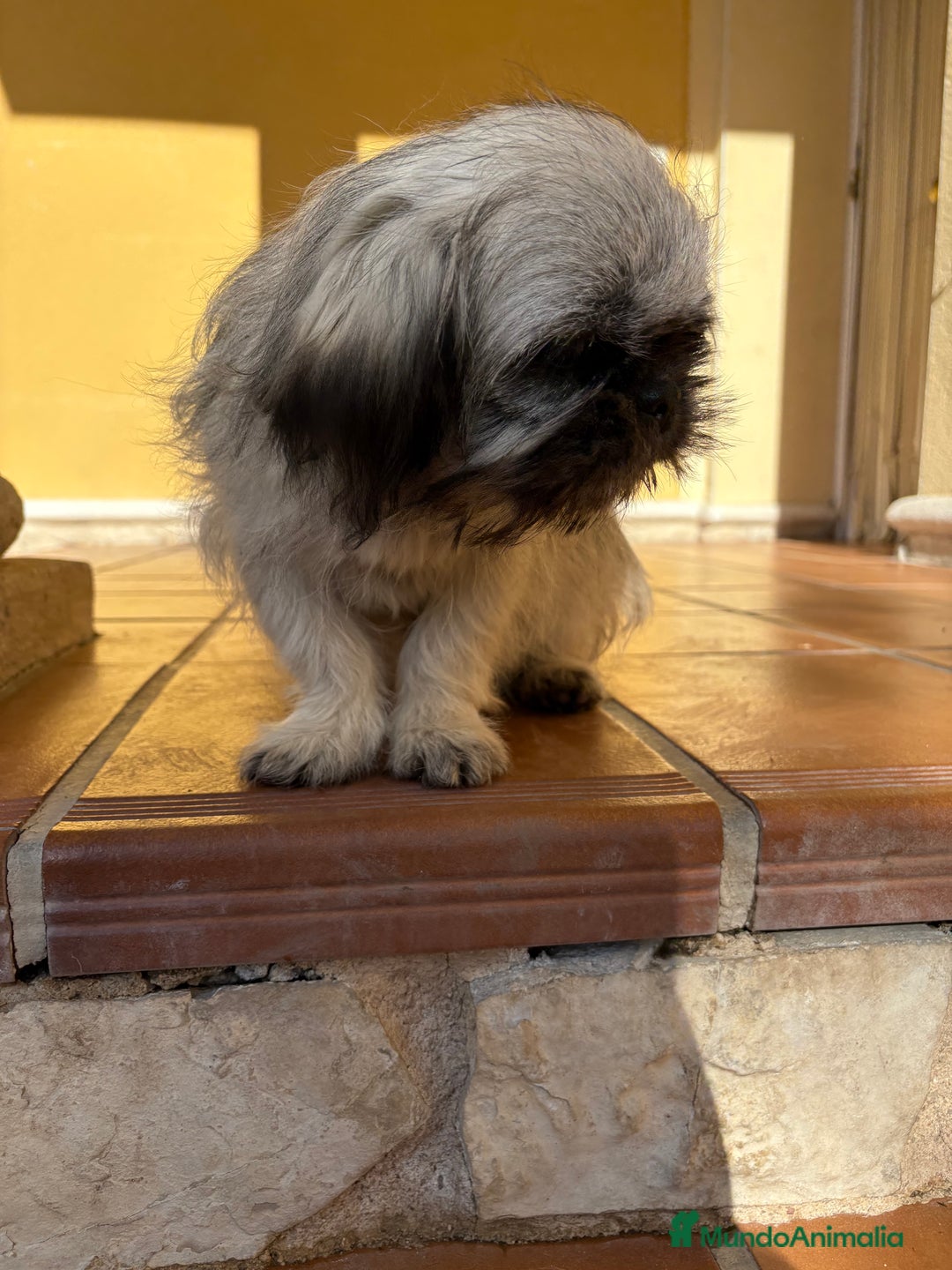 Pekinés perros en venta: Pekines imperial hembra preciosa  - Anuncio 17