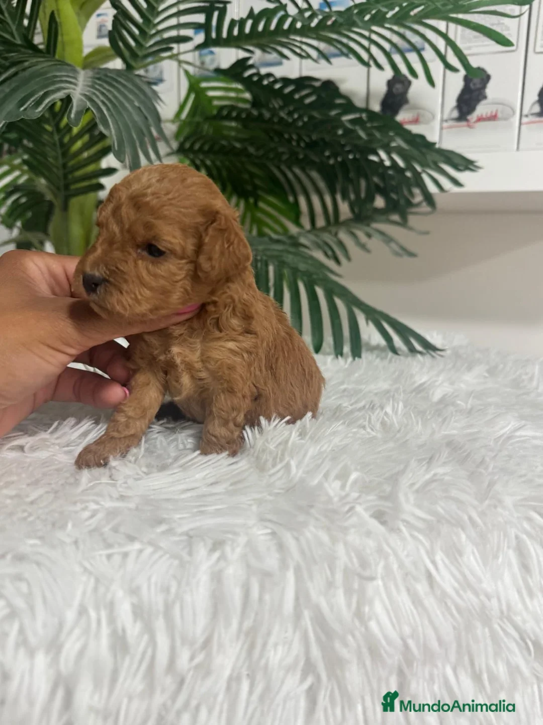 Caniche Toy perros en venta: CANICHE TOY  - Anuncio 2
