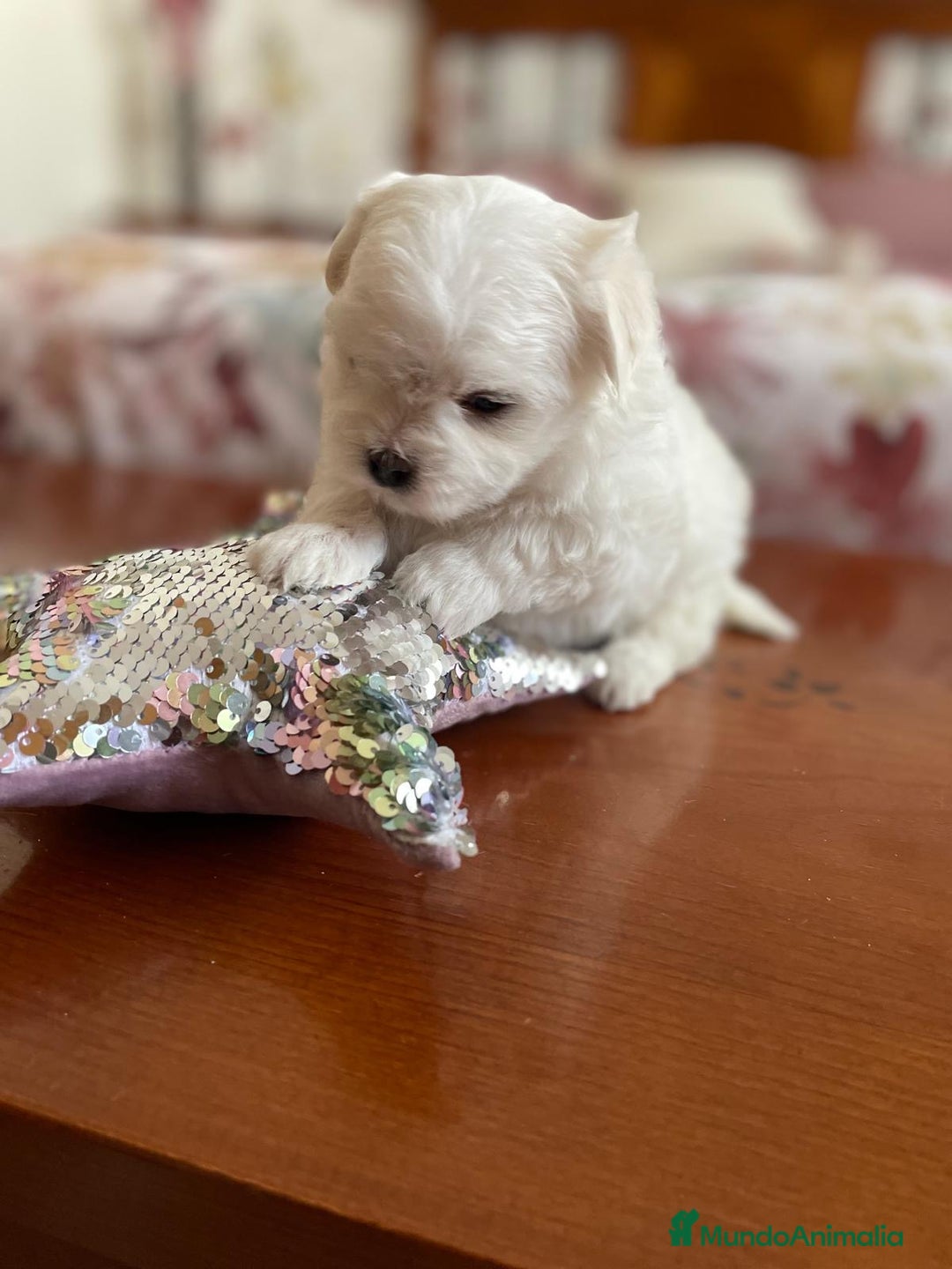 Bichón Maltés perros en venta: Bichon Maltés hembra y macho  - Imagen 2