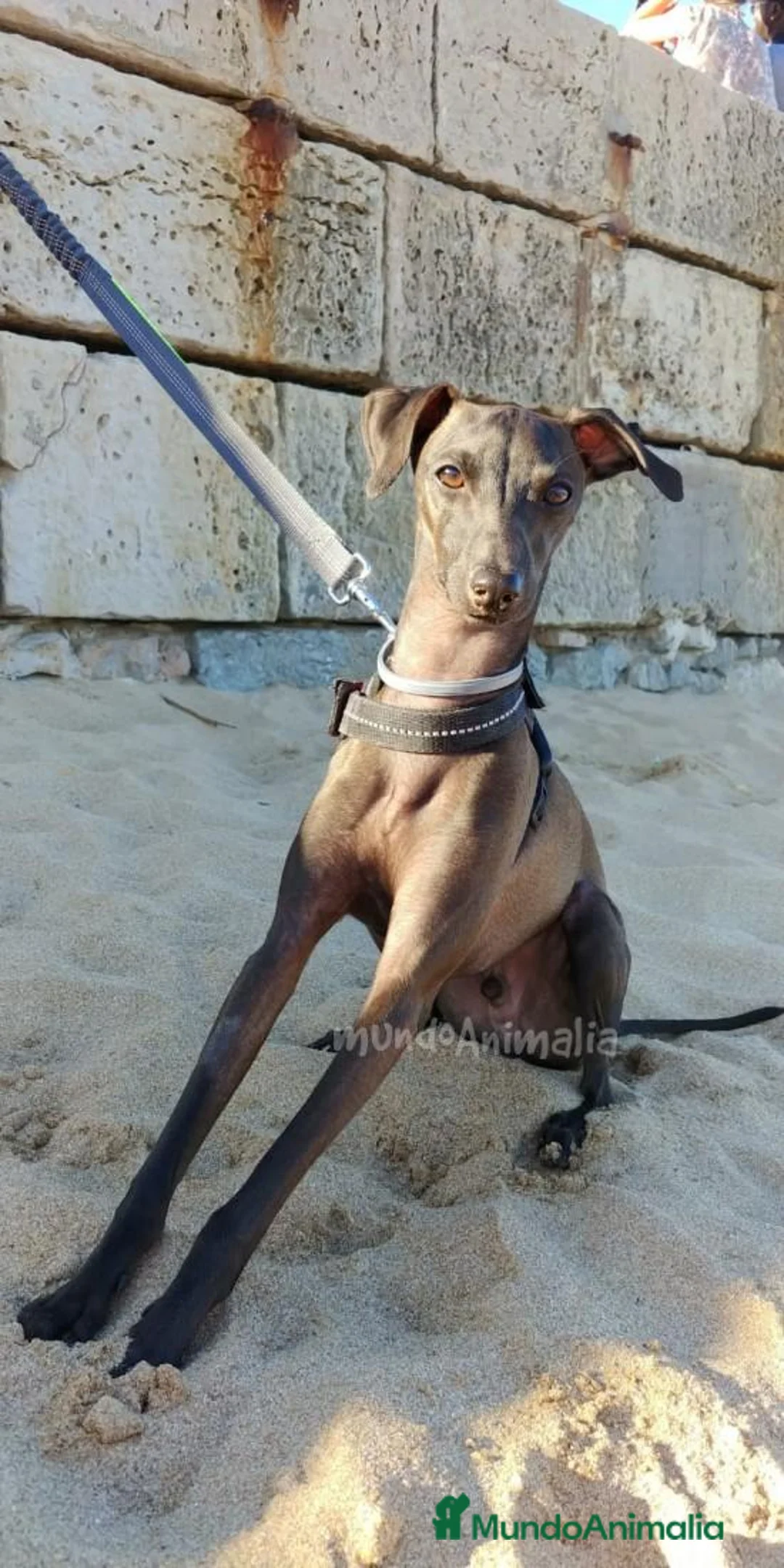 Imagen de galería {{count}}