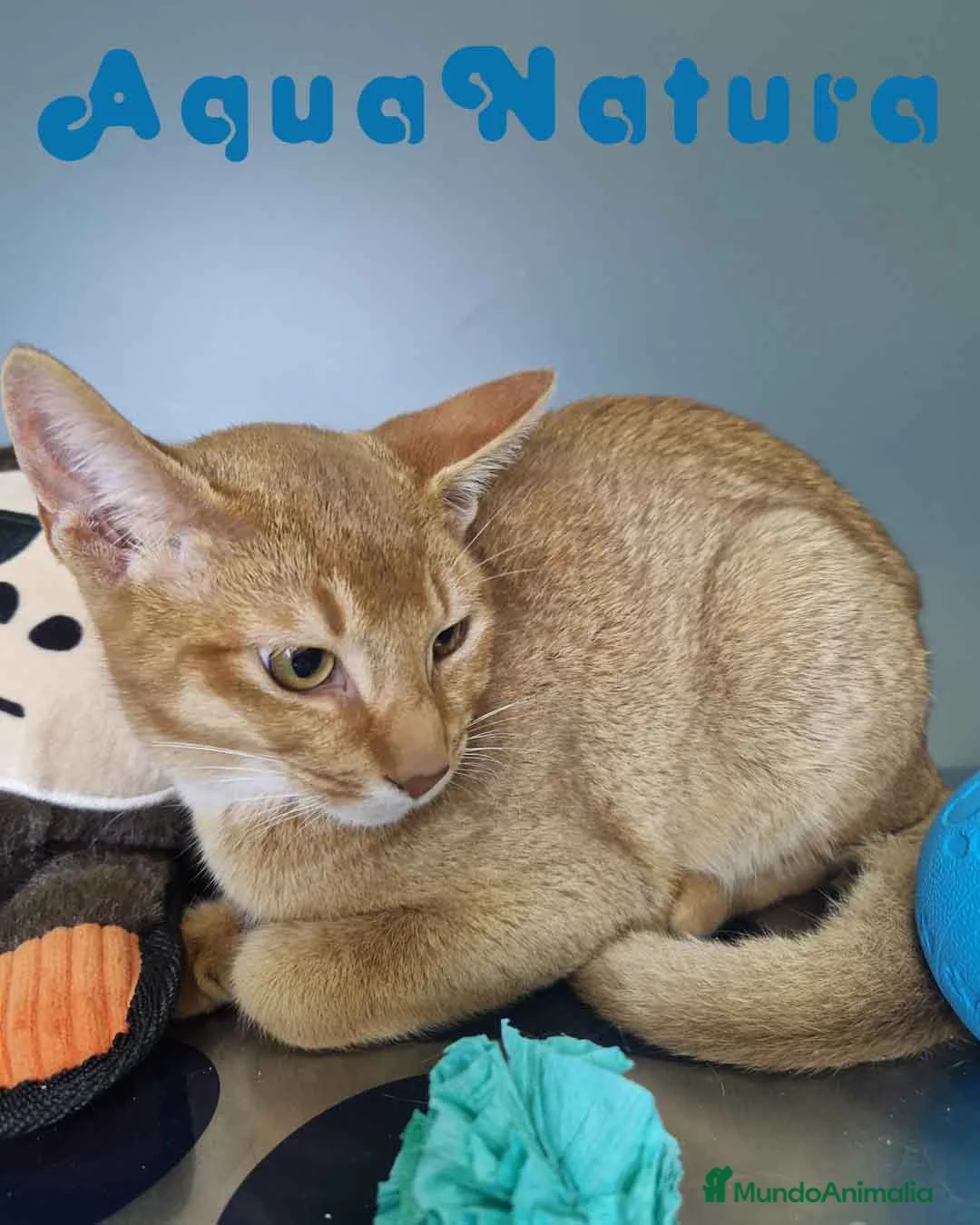 Abisinio gatos en venta: Abisinio Macho de Santa 1931 AQUANATURA - Anuncio 9