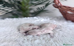 Maltipoo perros en venta: MALTIPOO HEMBRA - Imagen 10