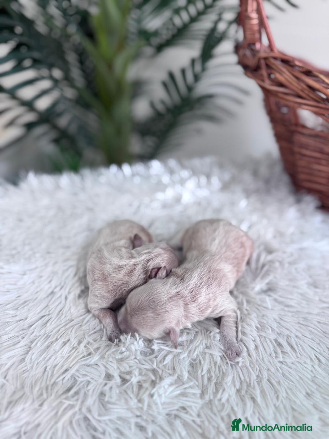 Maltipoo perros en venta: MALTIPOO HEMBRA - Imagen 10