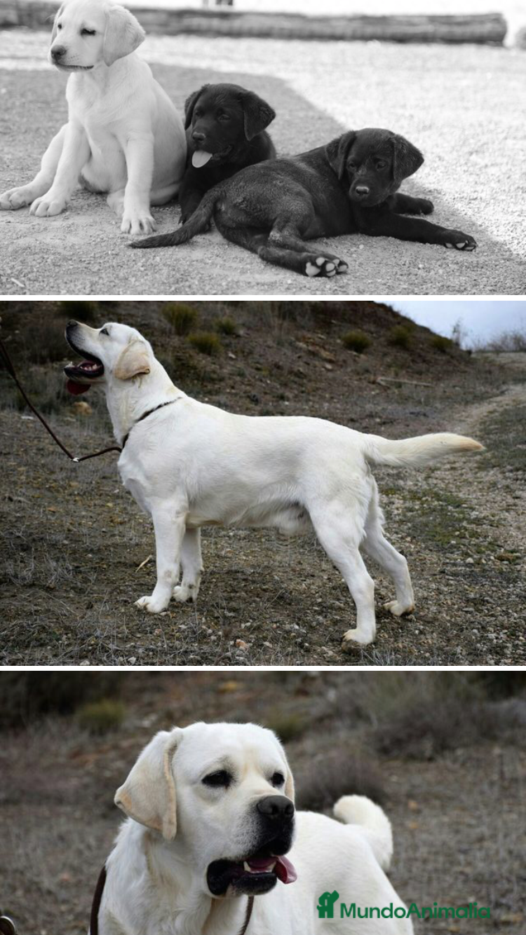 Labrador Retriever perros en venta: Cachorros labrador crema con pedigree  - Anuncio 4