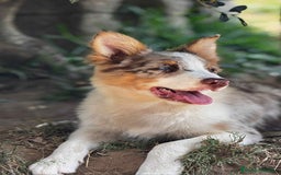 Border Collie perros en venta: Border collie - Imagen 4