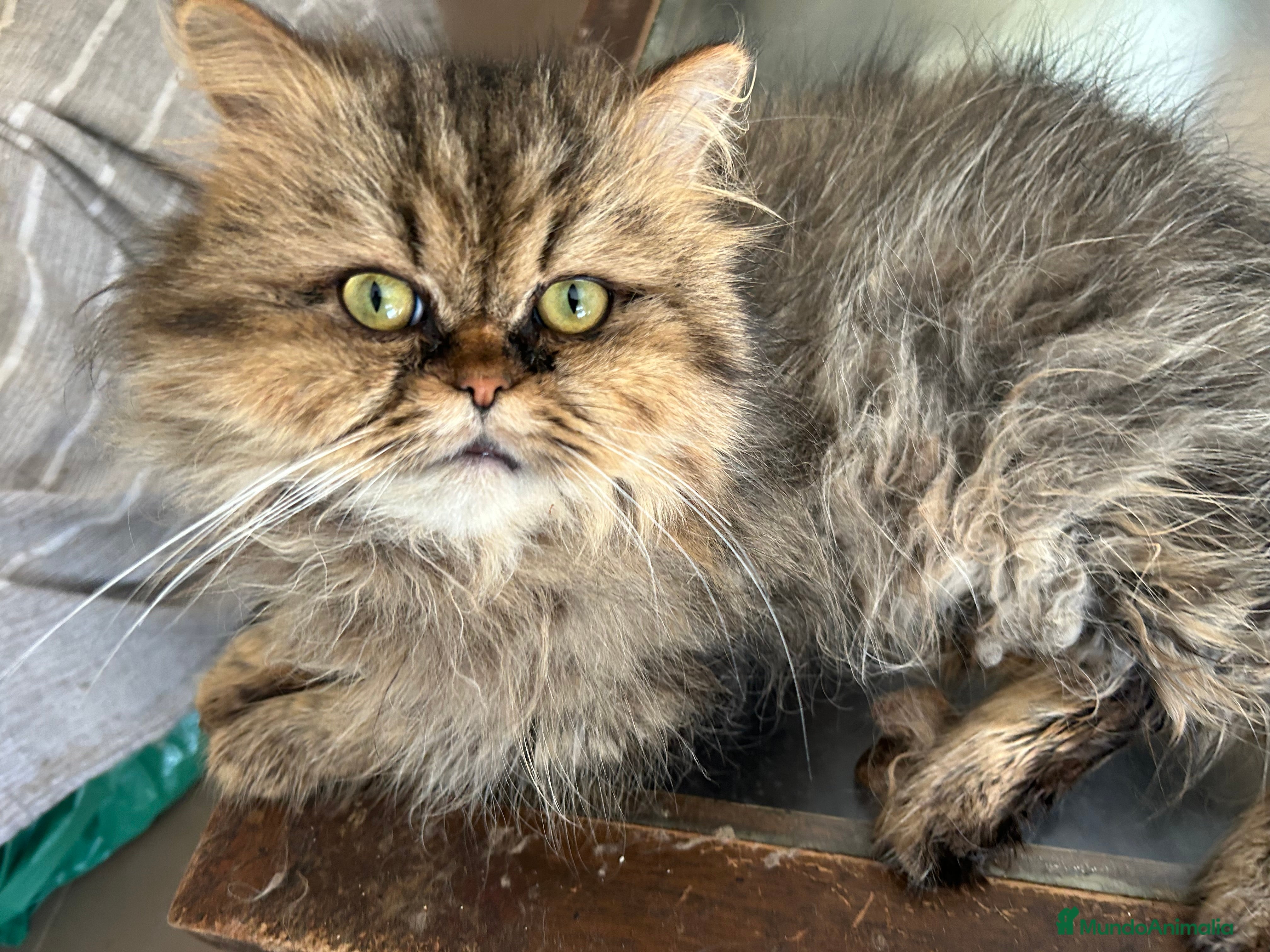 Persa gatos Gatito persa taby oscuro - Anuncio 1