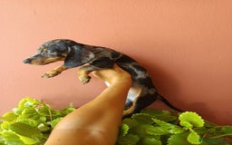 Teckel Miniatura perros en venta: Teckel arlequín - Imagen 4