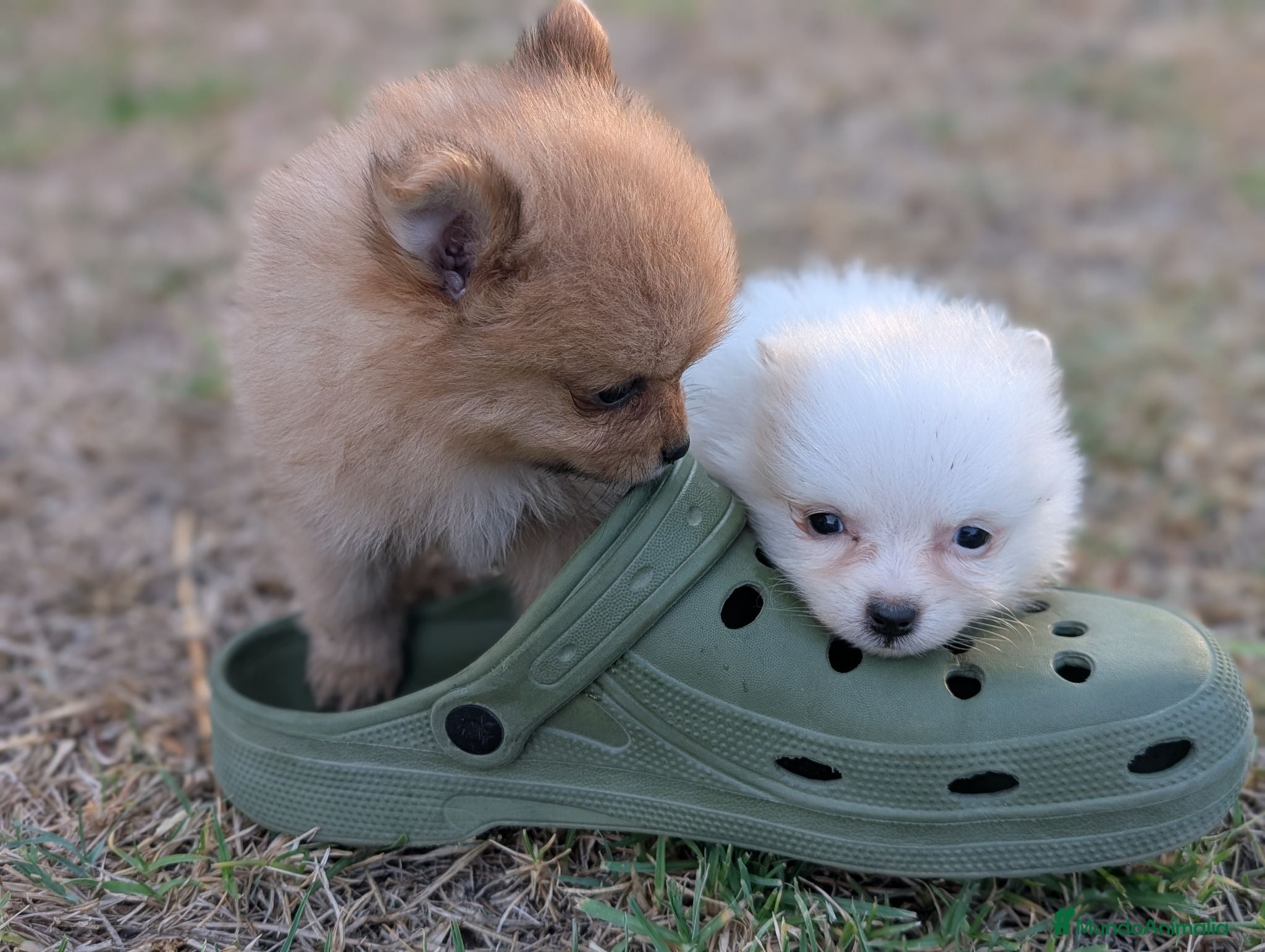 Spitz pequeño - Kleinspitz perros Kleinspitz pomeranias  - Anuncio 3
