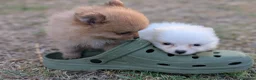 Spitz pequeño - Kleinspitz perros en venta: Kleinspitz pomeranias  - Anuncio 5
