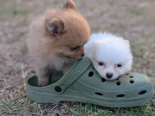 Spitz pequeño - Kleinspitz perros Kleinspitz pomeranias - Anuncio 3