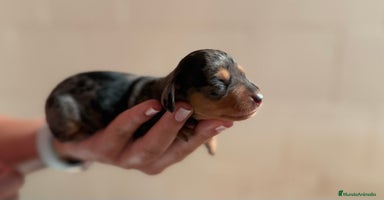 Teckel perros en Valencia - Anuncio 2