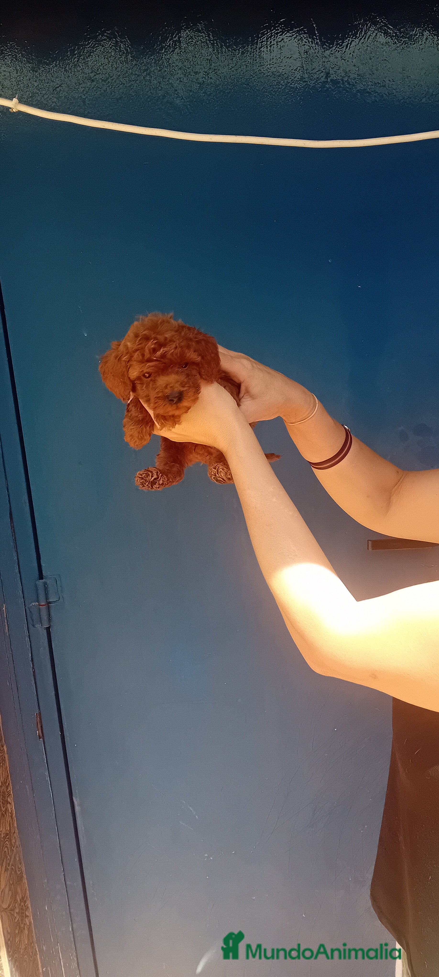 Caniche Toy perros ‼️‼️CANICHE TOY ROJOS 50% ASIÁTICOS  - Anuncio 1