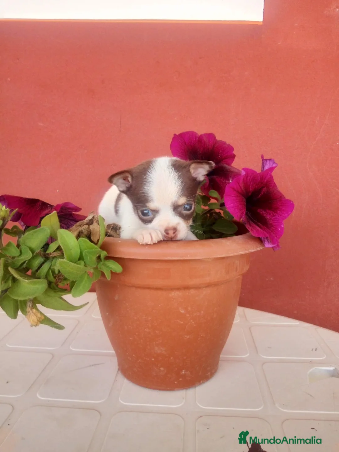Chihuahua perros en venta: Chihuahua de bolsillo en Badajoz - Anuncio 2