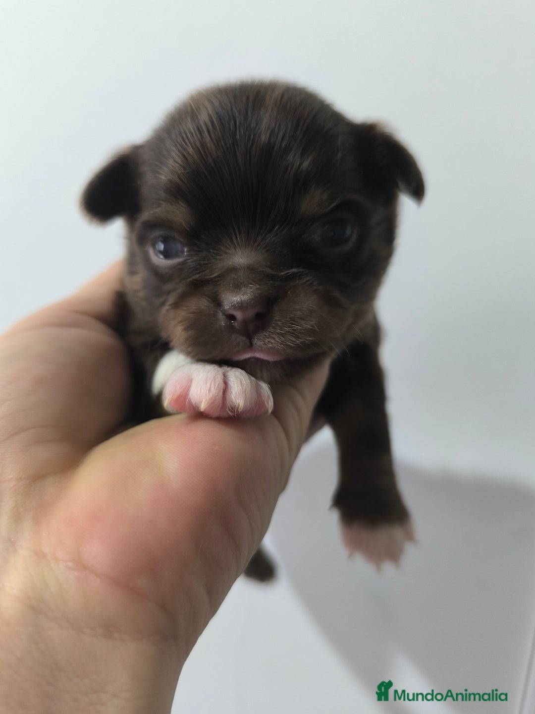 Chihuahua perros en venta: Chihuahua toy - Anuncio 1