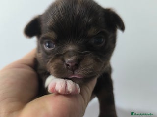 Chihuahua perros Chihuahua toy - Anuncio 2