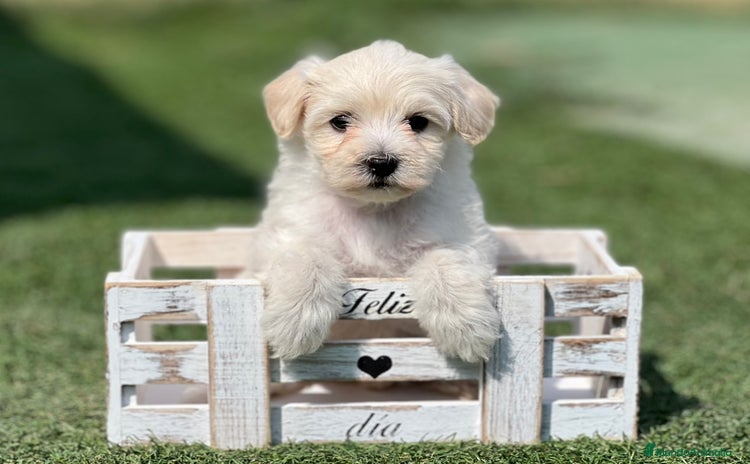 Maltipoo perros - Anuncio 1