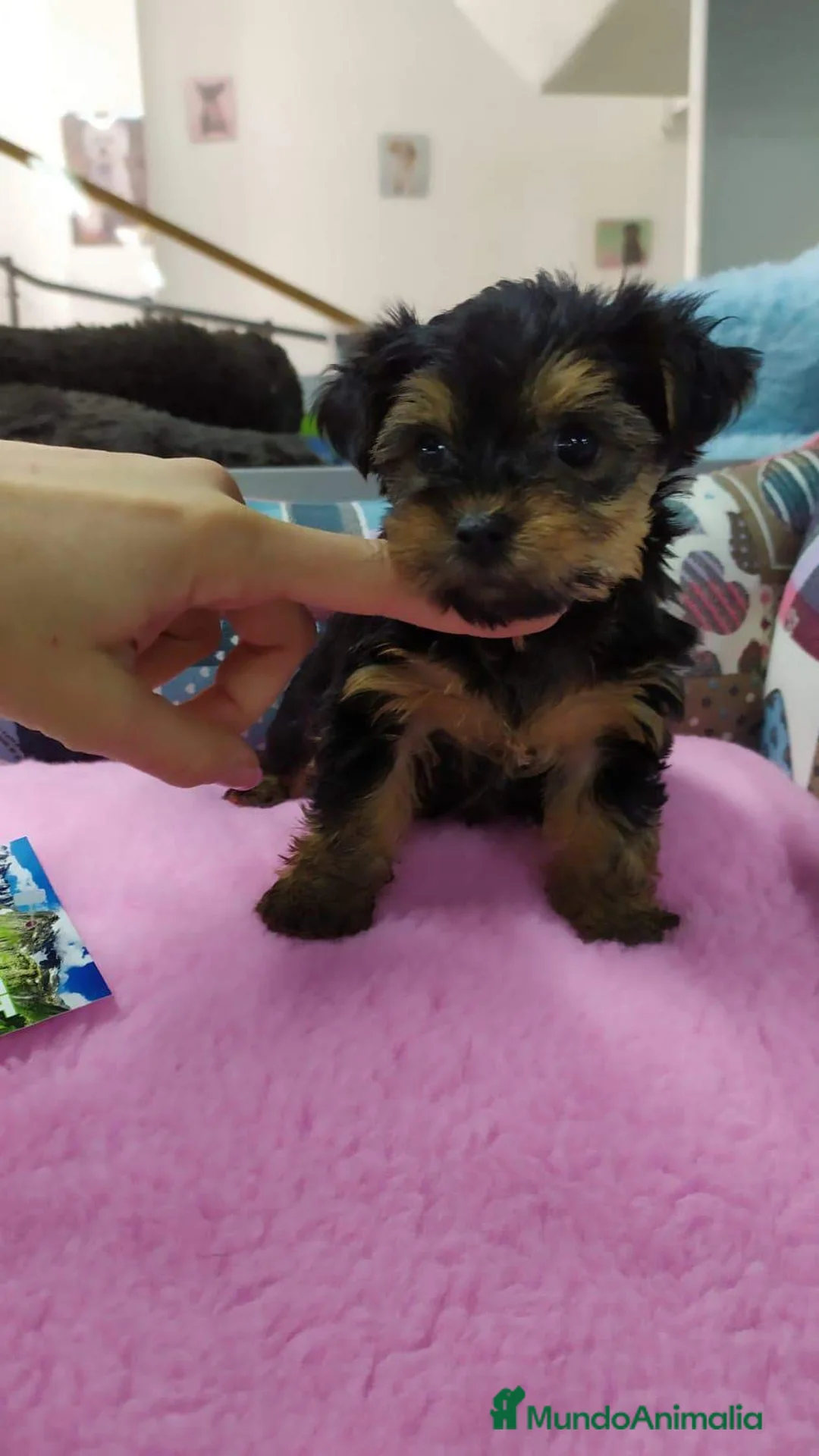Yorkshire Terrier perros en venta: Yorkshire miniatura  - Anuncio 2