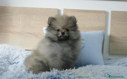 Pomerania perros en venta: CACHORRITO DE POMERANIA  - Imagen 6
