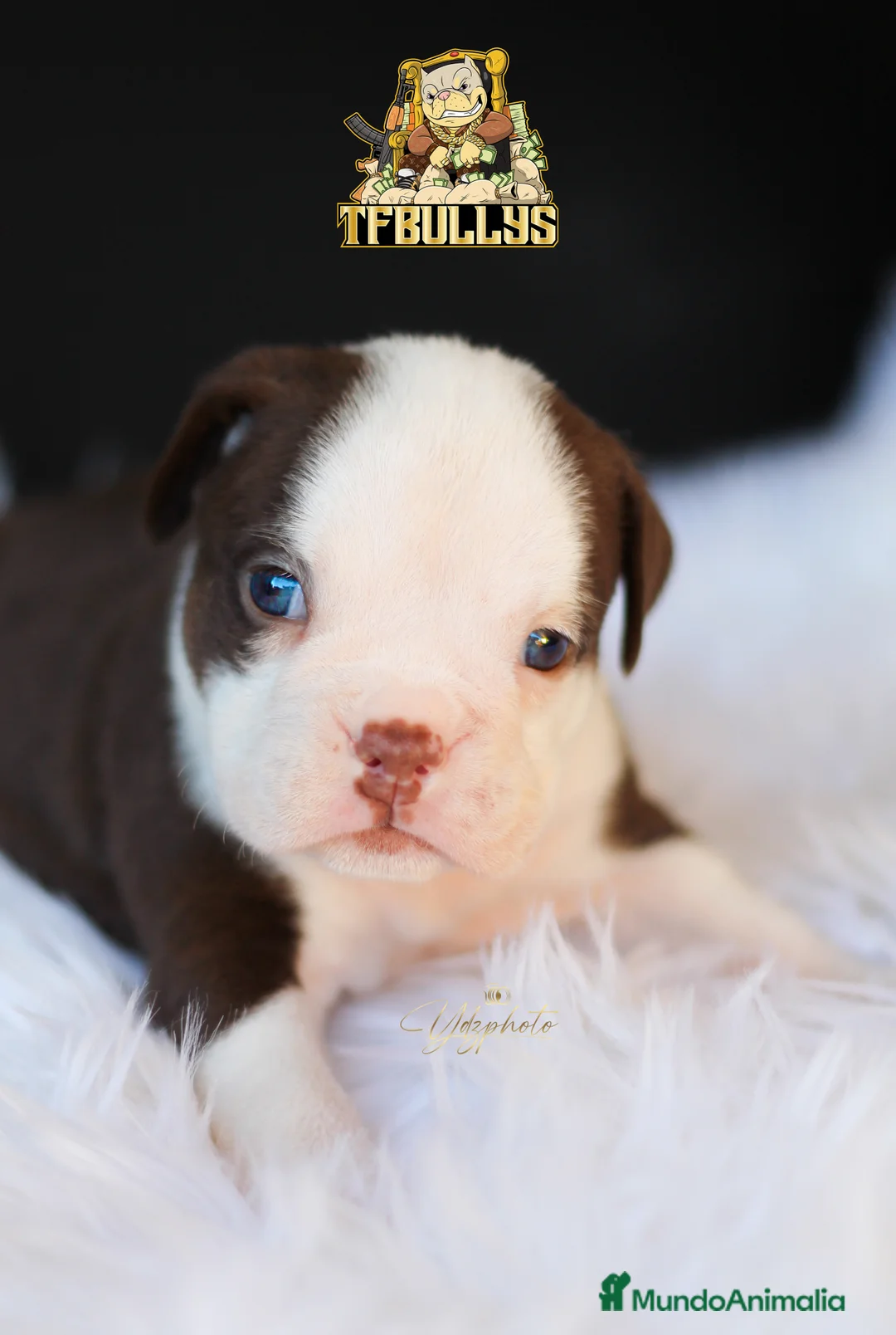 American Bully perros en venta: Hembra American Bully tricolor chocolate en Cantabria - Anuncio 2