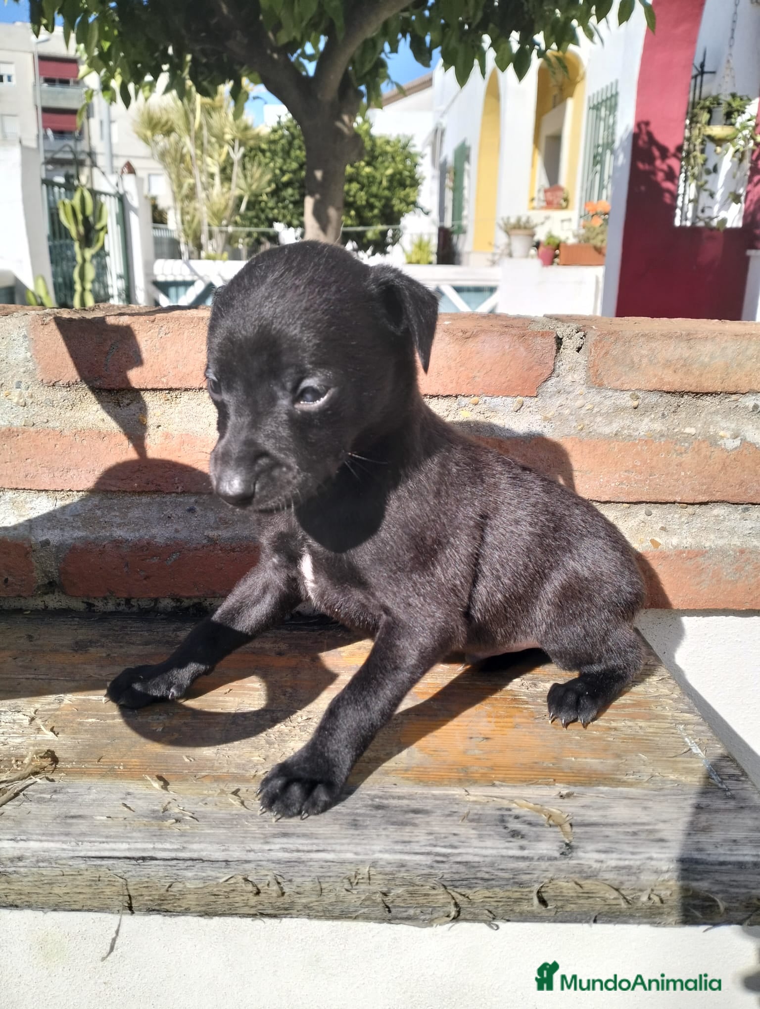 Whippet perros Whippet tamaño pqño - Anuncio 2