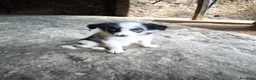 Border Collie perros en venta: Cachorros border collie! - Anuncio 5