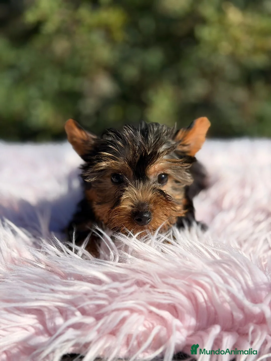 Yorkshire Terrier perros en venta: Yorkshire negro fuego - Anuncio 3