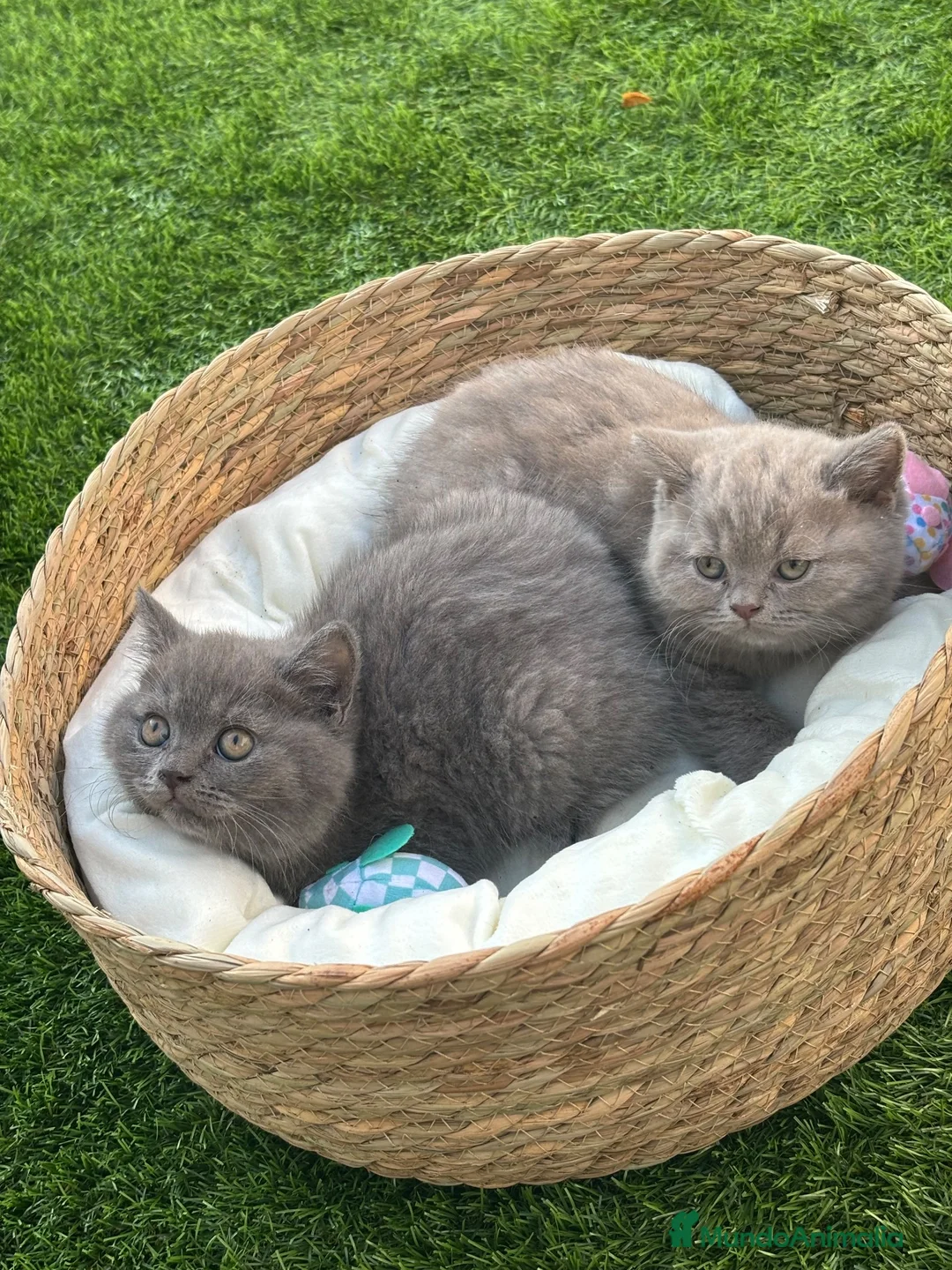 Británico de Pelo Corto gatos en venta: British Blue y Lilac - Anuncio 1