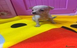 Ratón de Praga perros en venta: Ratón de Praga  - Imagen 17