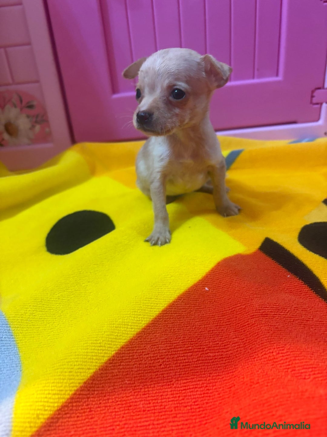 Ratón de Praga perros en venta: Ratón de Praga  - Imagen 17