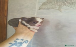Chihuahua perros en venta: CHIHUAHUA TOY MACHO  - Imagen 3