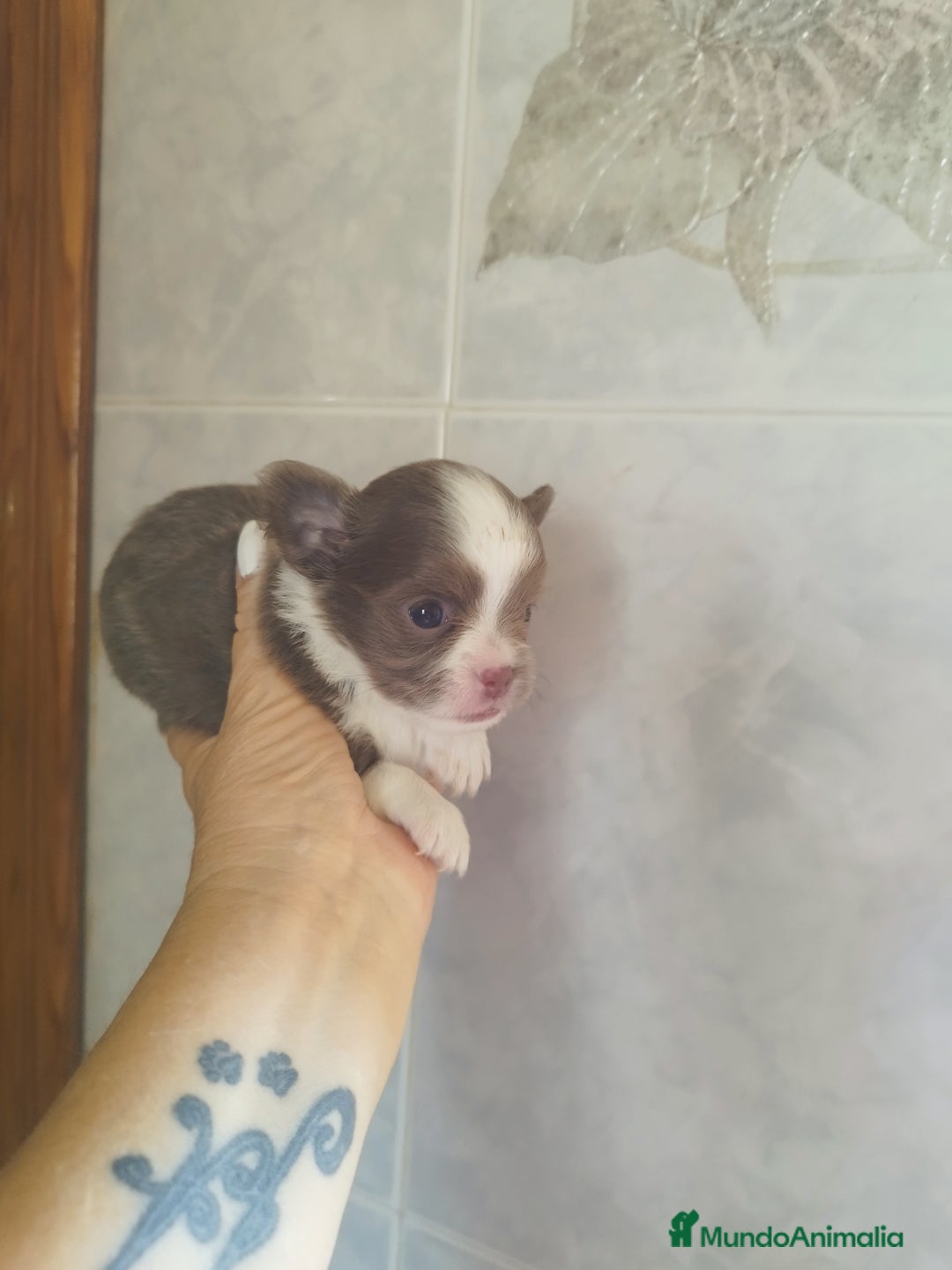 Chihuahua perros en venta: CHIHUAHUA TOY MACHO  - Imagen 3
