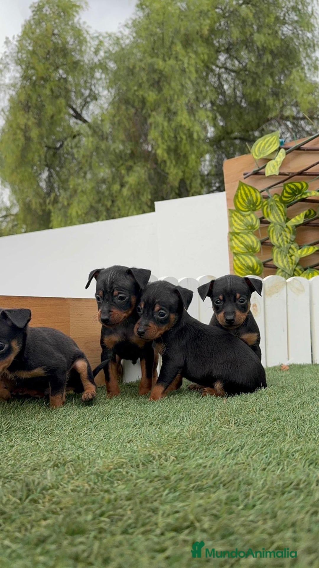 Pinscher Miniatura perros en venta: Pinscher - Imagen 34