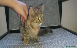 Británico de Pelo Corto gatos en venta: Gatita british shorthair (britanica pelo corto) - Imagen 2