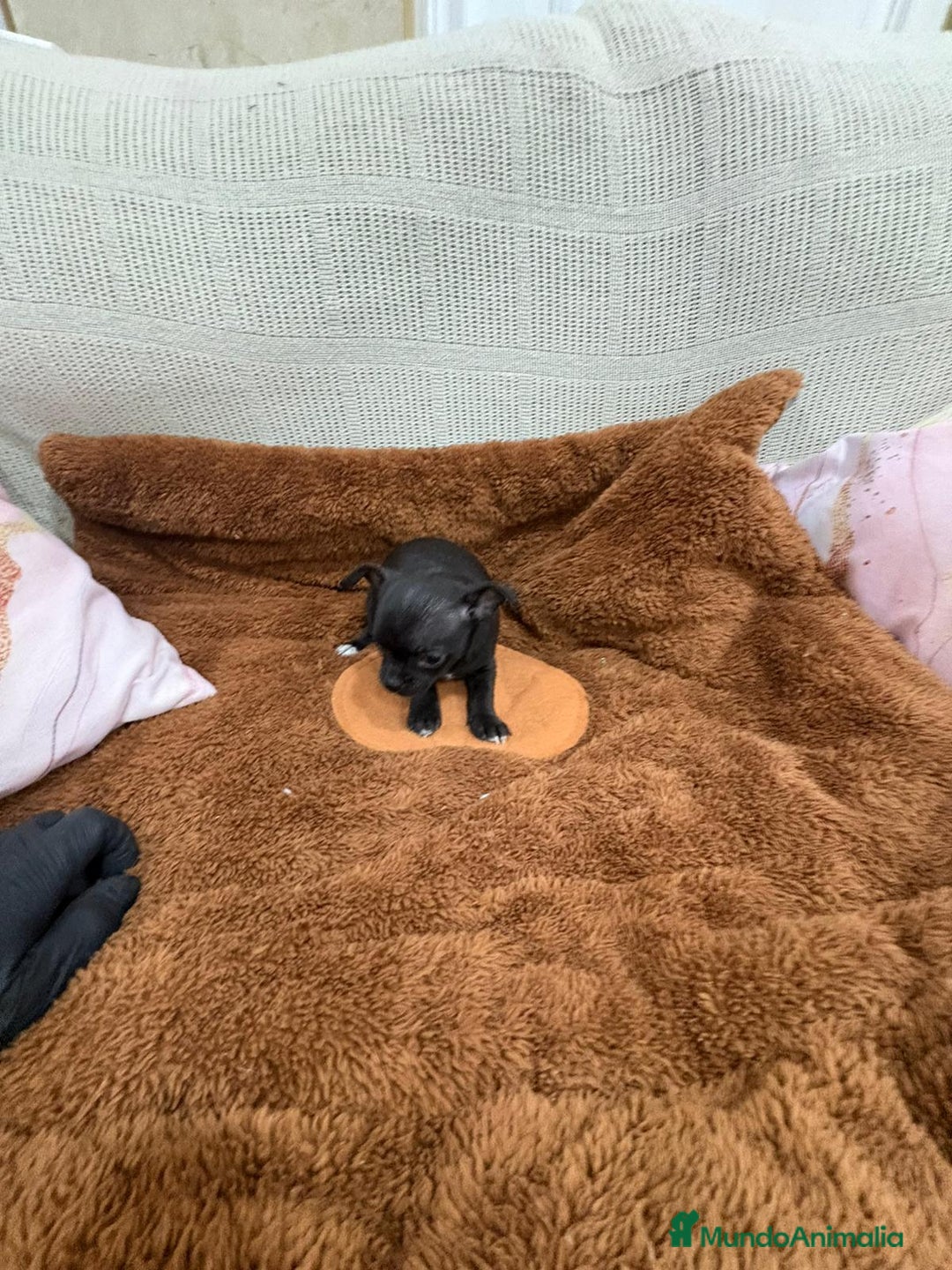 Chihuahua perros en venta: Chihuahua toy negro - Anuncio 7