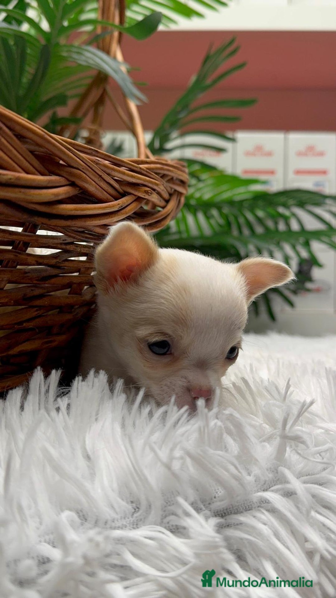 Chihuahua perros en venta: CHIHUAHUA HEMBRA - Anuncio 13