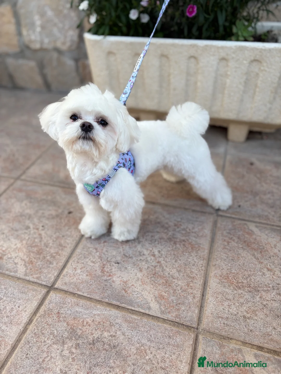 Bichón Maltés perros en venta: Bichon Mates !!! - Anuncio 6