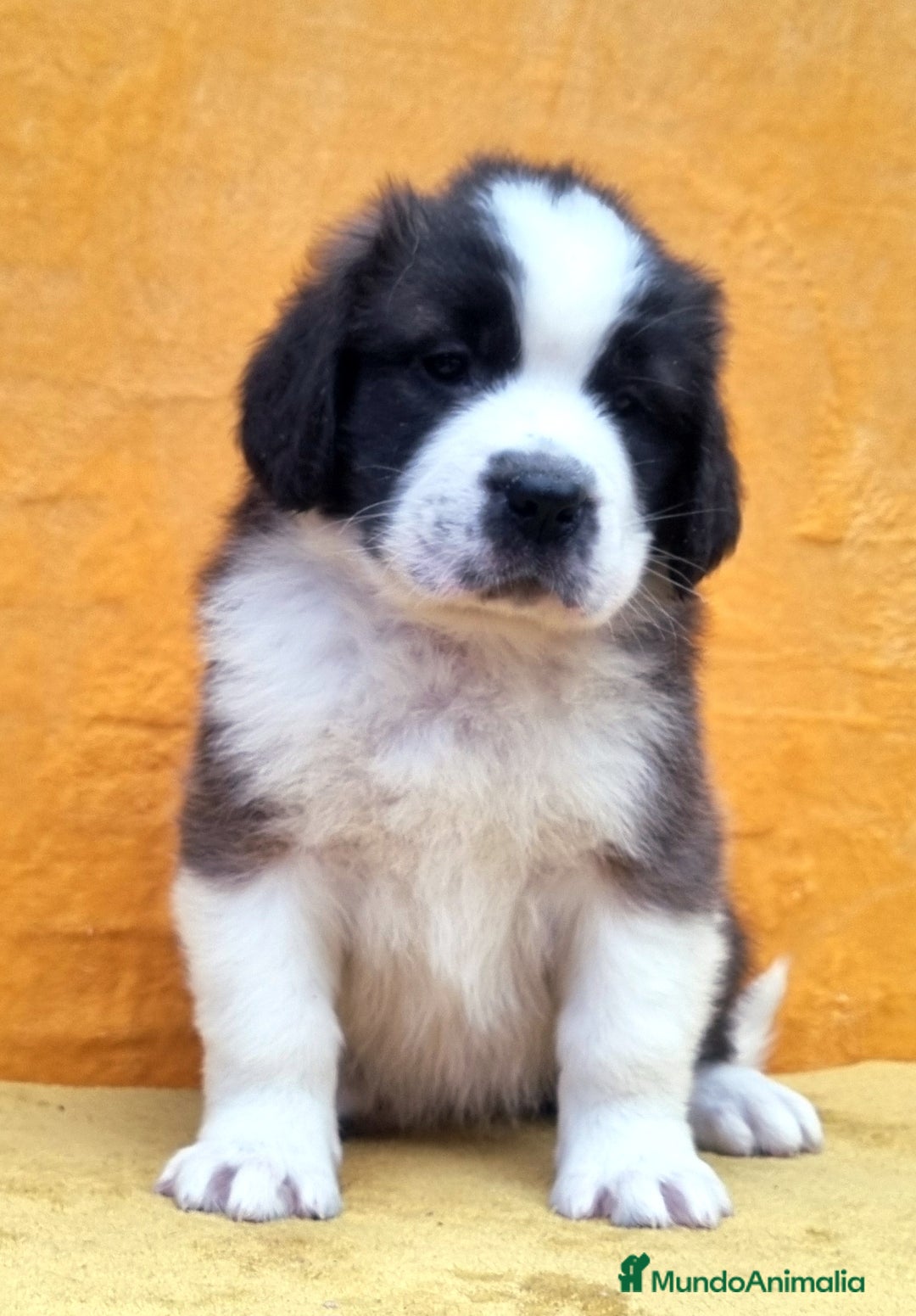 San Bernardo perros en venta: San bernardos. CACHORROS DISPONIBLES - Anuncio 2