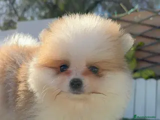 Pomerania perros POMERANIA - Anuncio 1