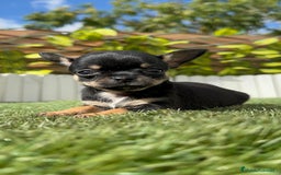 Chihuahua perros en venta: CHIHUAHUA MACHO - Imagen 8