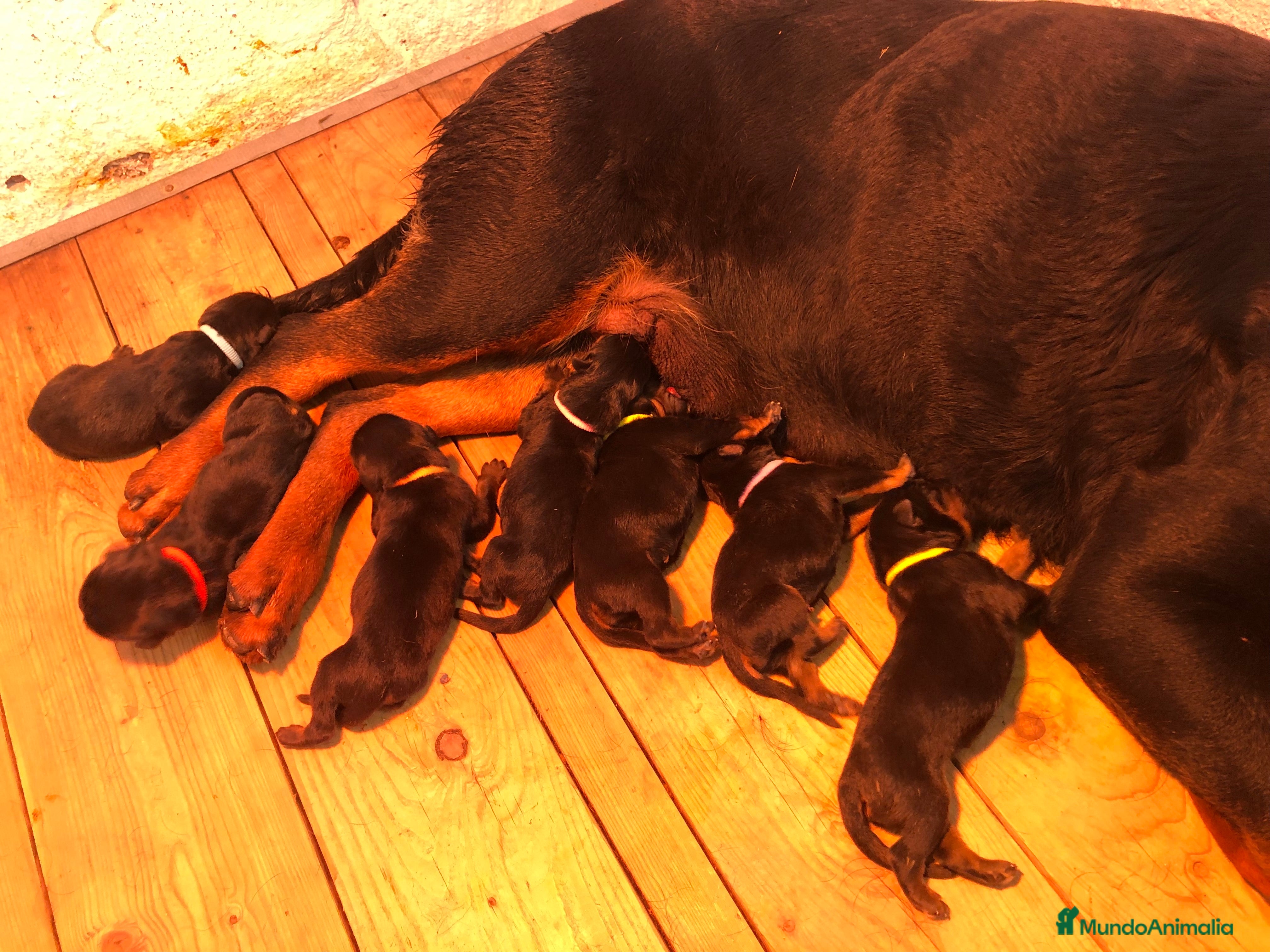 Rottweiler perros Rottweiler cachorros ala venta  en Barcelona - Anuncio 2