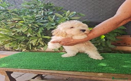 Maltipoo perros en venta: Maltipoo Toy apricot  - Imagen 3